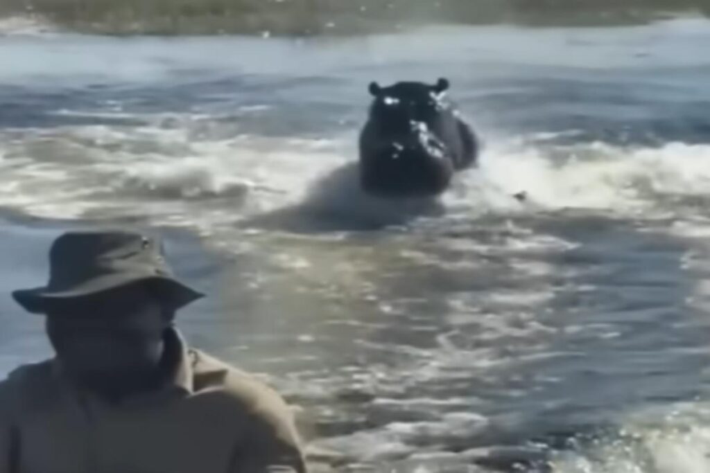 Ippopotamo