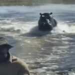 Ippopotamo