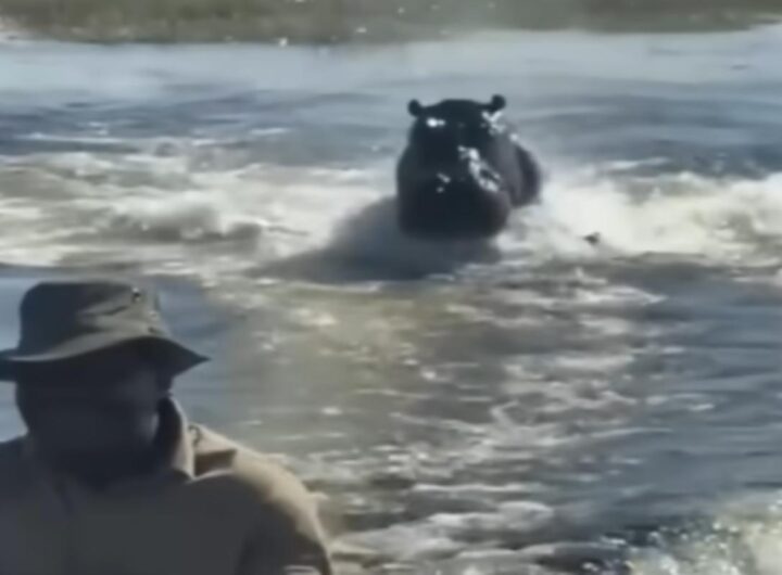 Ippopotamo