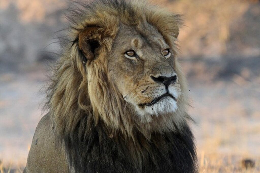 Leonesse