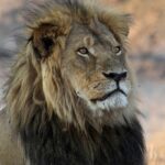 Leonesse
