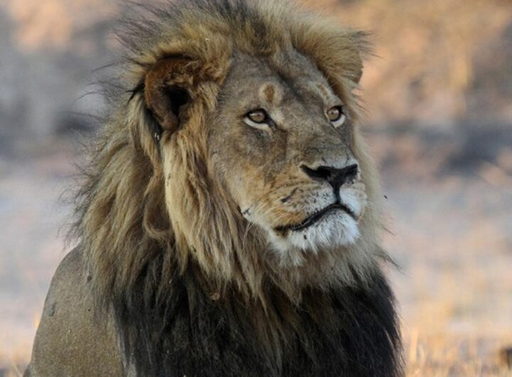 Leonesse