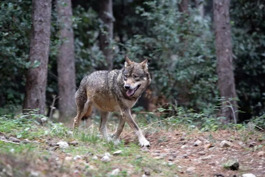 Capre sbranate di notte in un'azienda agricola. Si sospetta l'attacco di un lupo