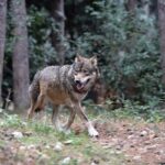 Capre sbranate di notte in un'azienda agricola. Si sospetta l'attacco di un lupo
