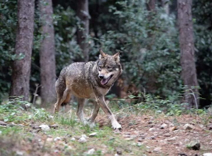 Capre sbranate di notte in un'azienda agricola. Si sospetta l'attacco di un lupo