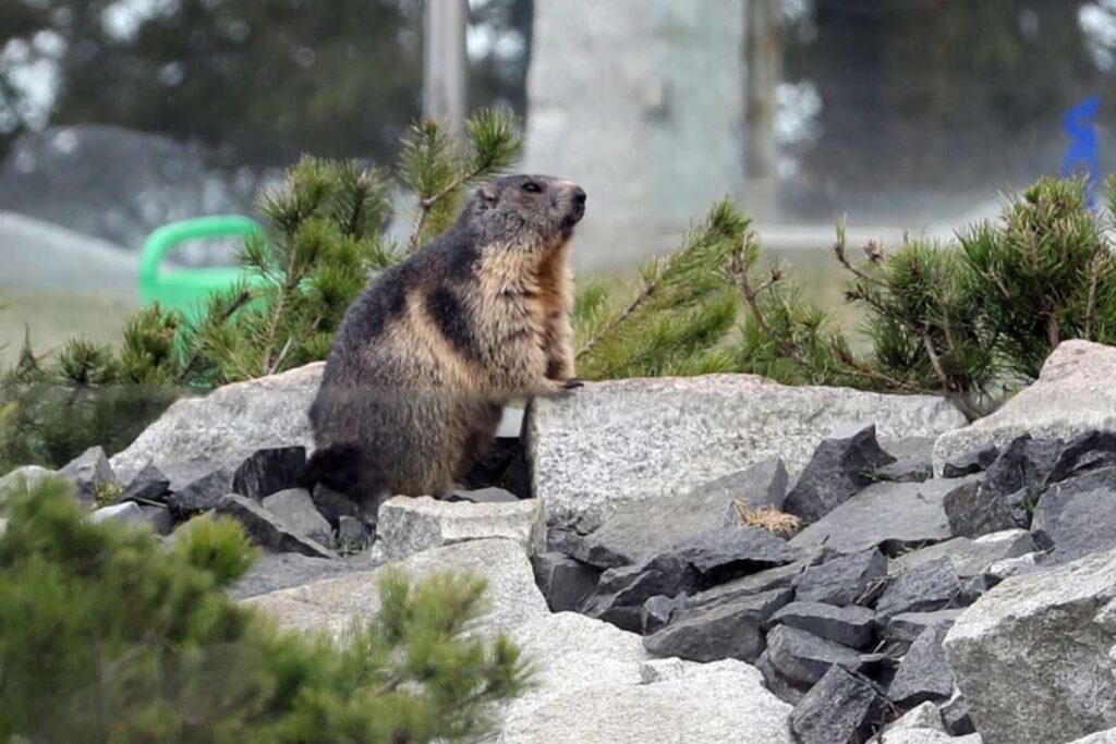 marmotta