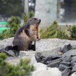marmotta