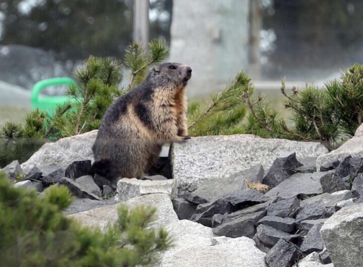 marmotta