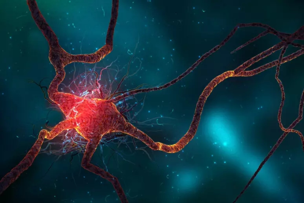 neuroni