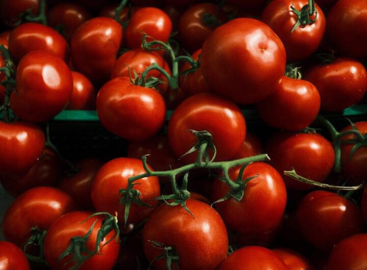 grappoli di pomodori