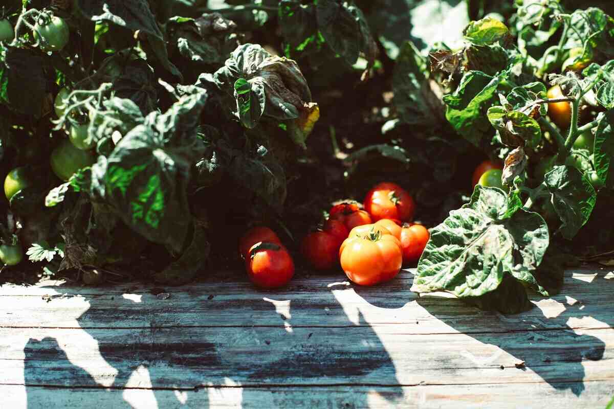 pomodori