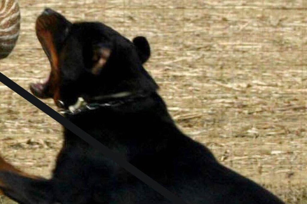 rottweiler