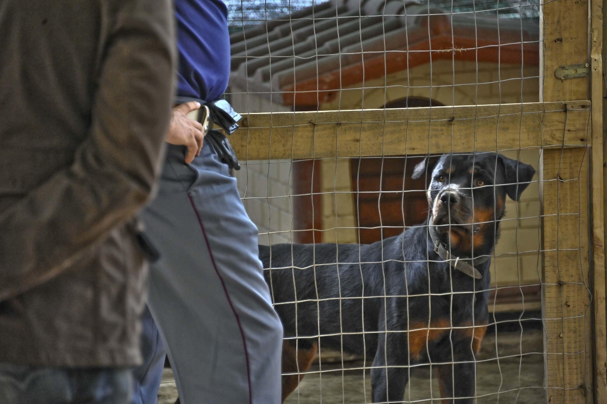 rottweiler