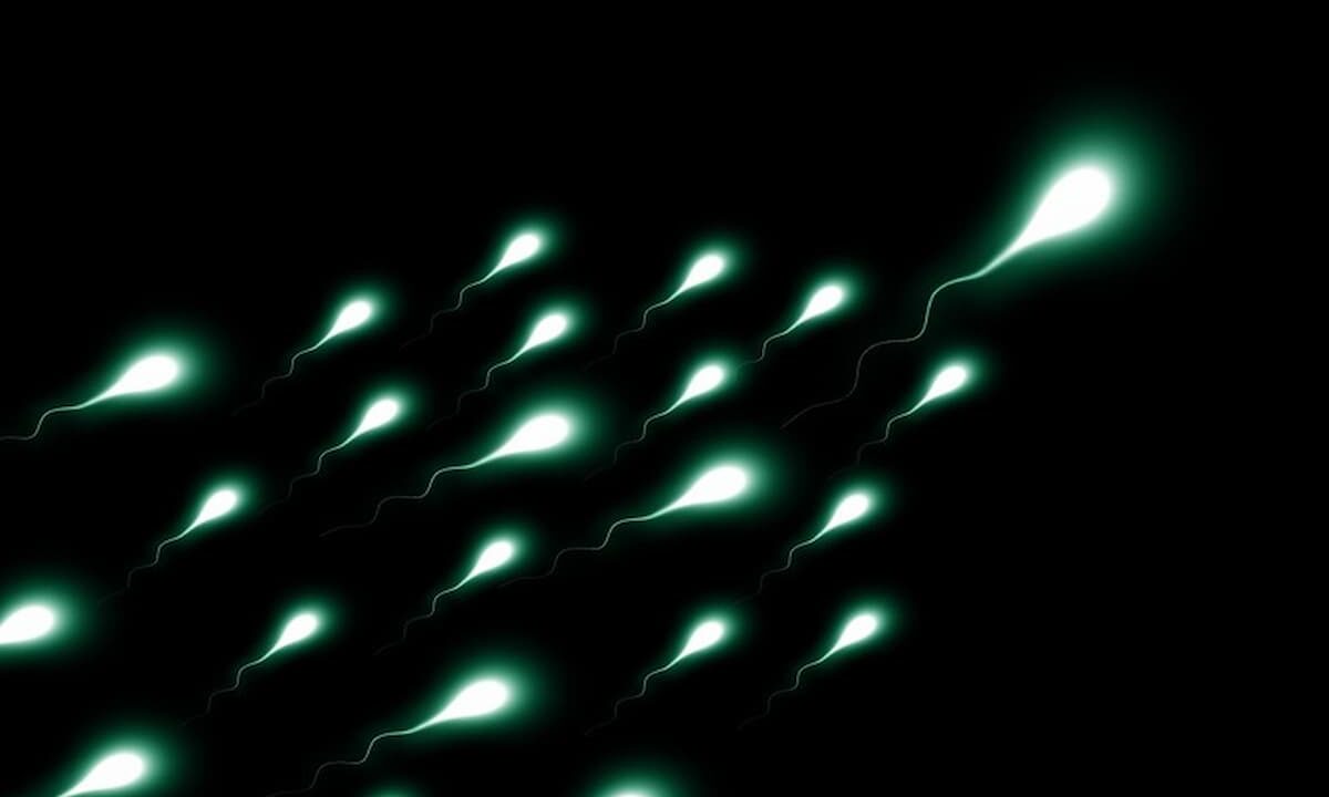 spermatozoi