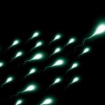 spermatozoi