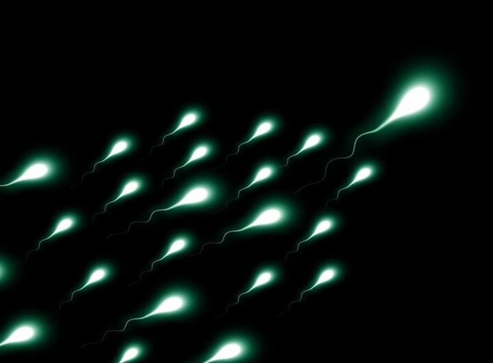 spermatozoi