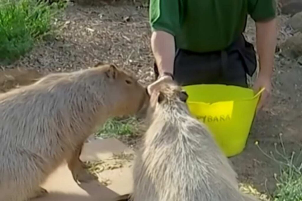 Capibara