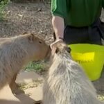 Capibara