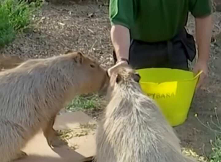 Capibara