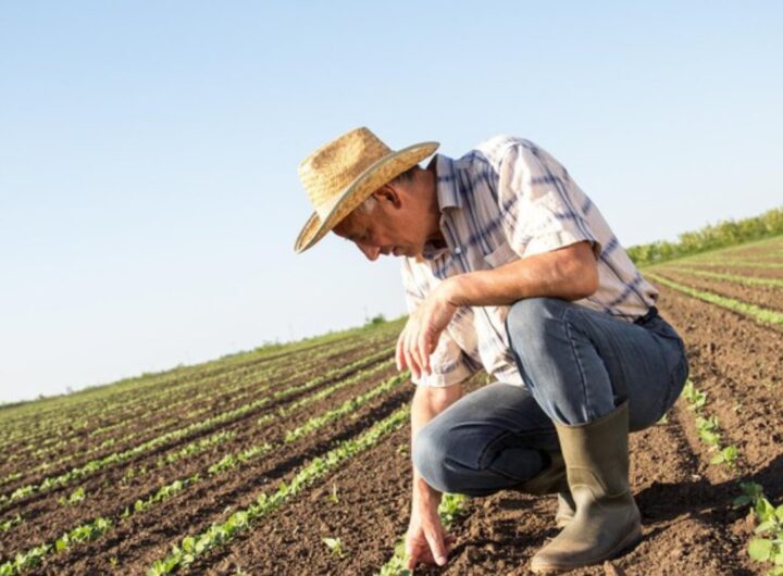 agricoltore