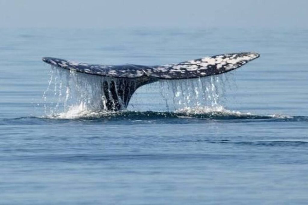 balena coda