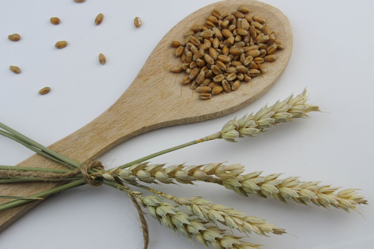 orzo