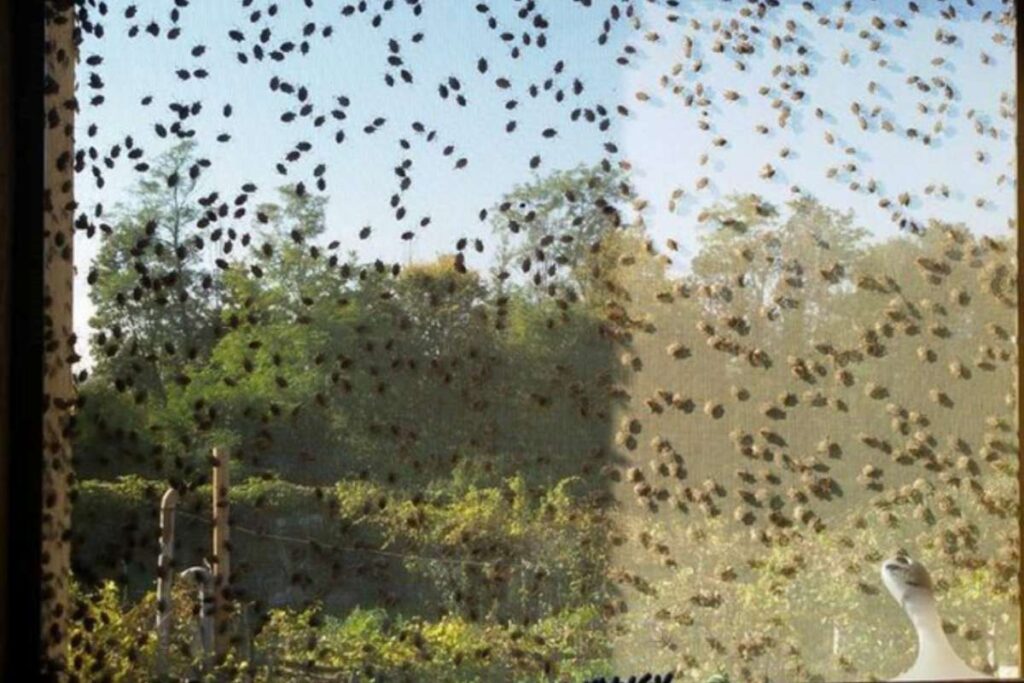 cimici