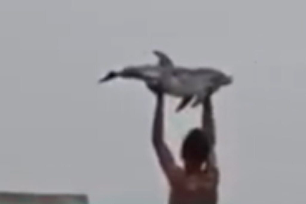 delfino ceuta