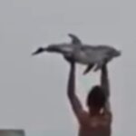 delfino ceuta