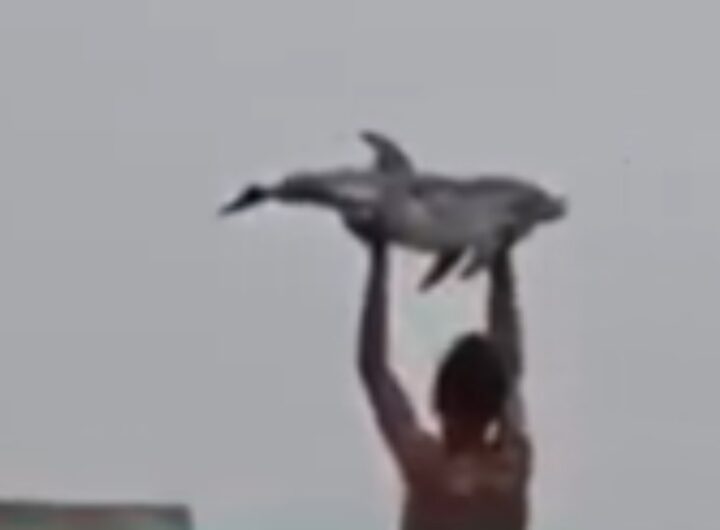 delfino ceuta