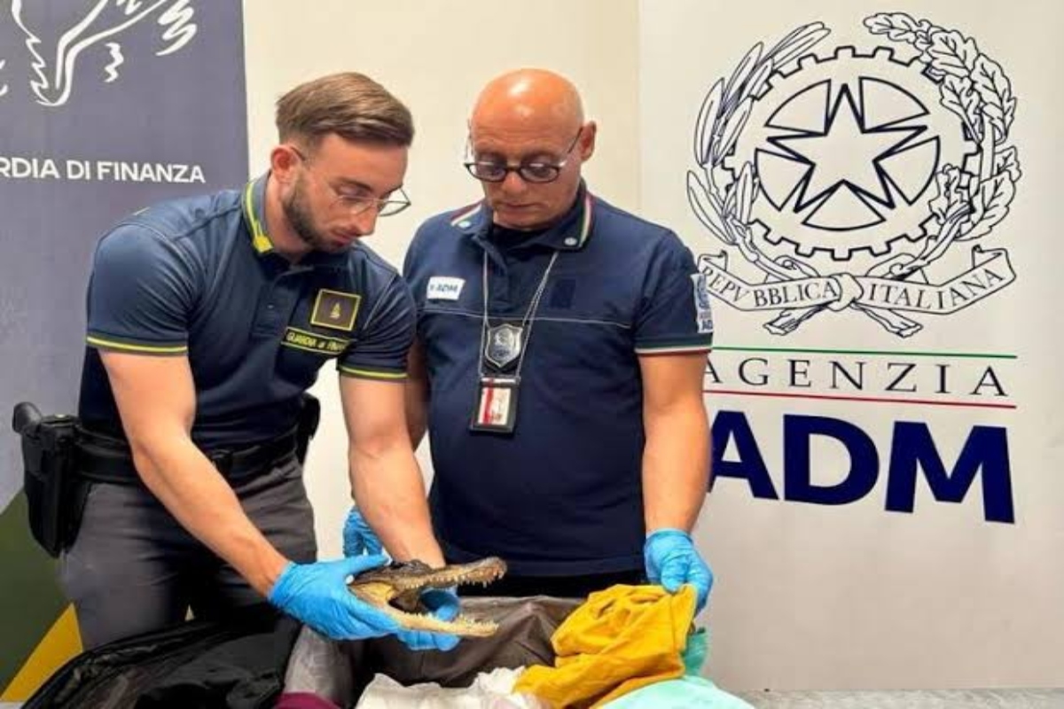 guardia di finanza torino