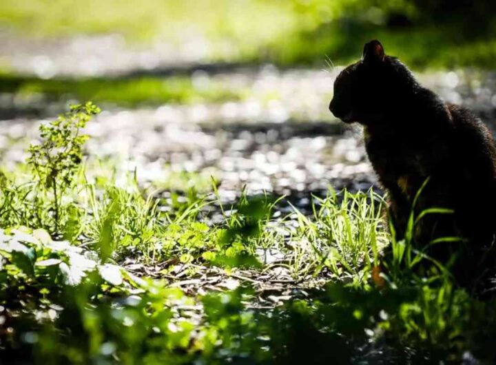 gatto