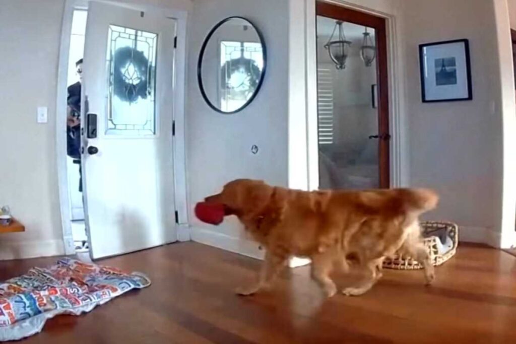 Cane in casa