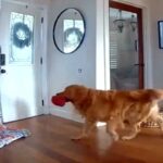 Cane in casa