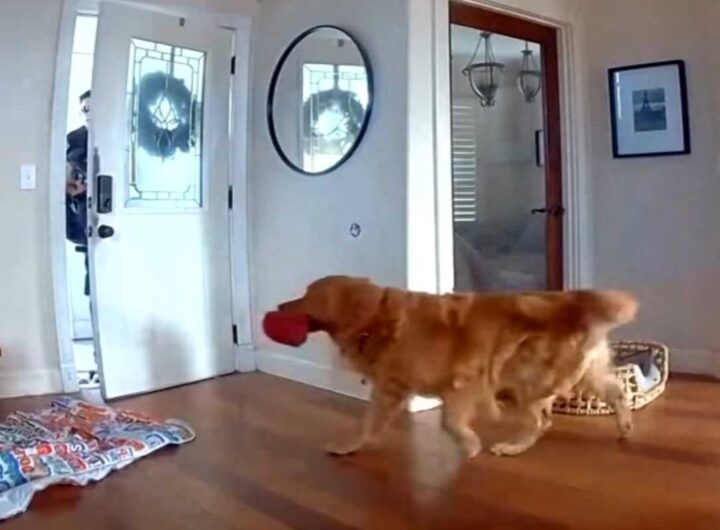 Cane in casa