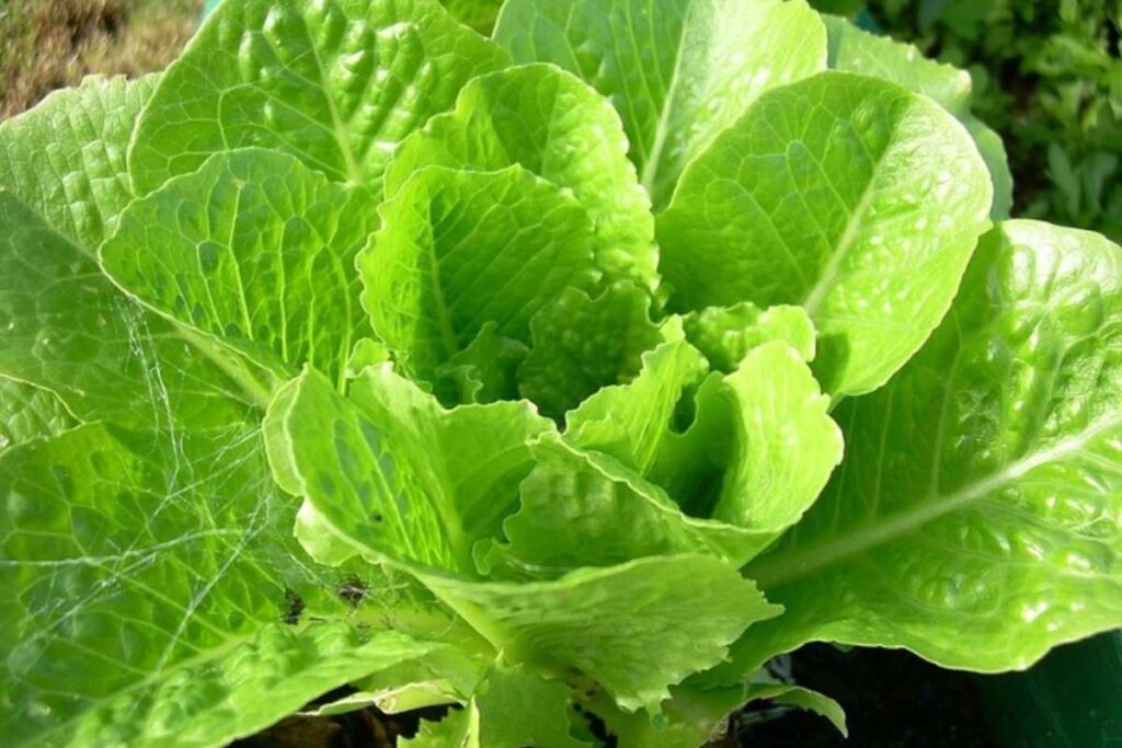 lattuga