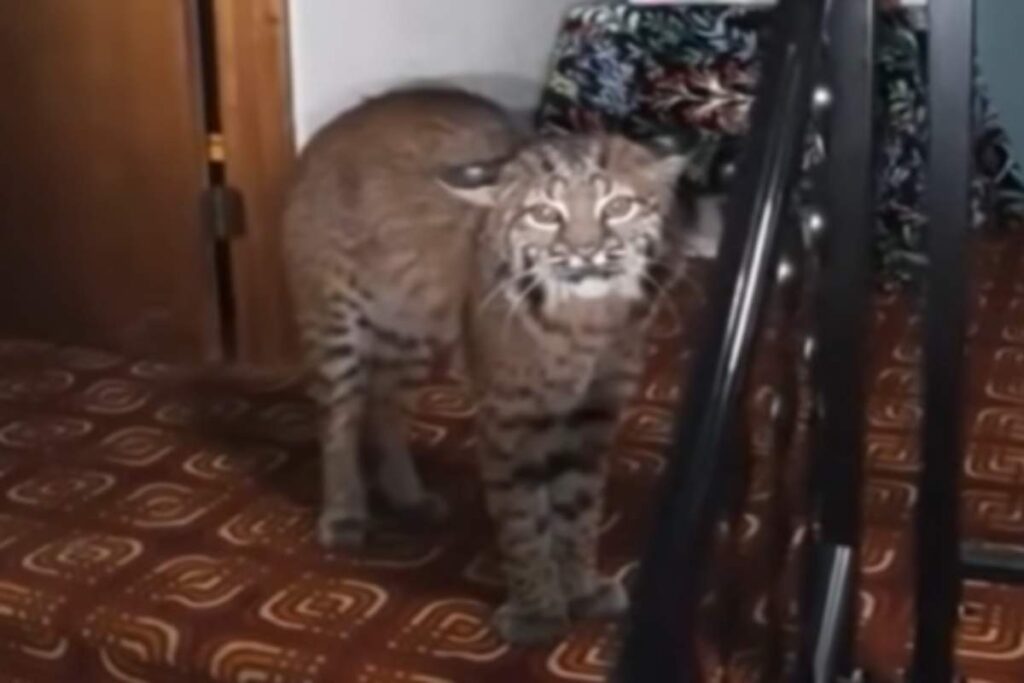 Lince in casa