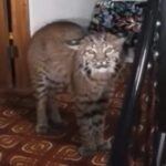 Lince in casa