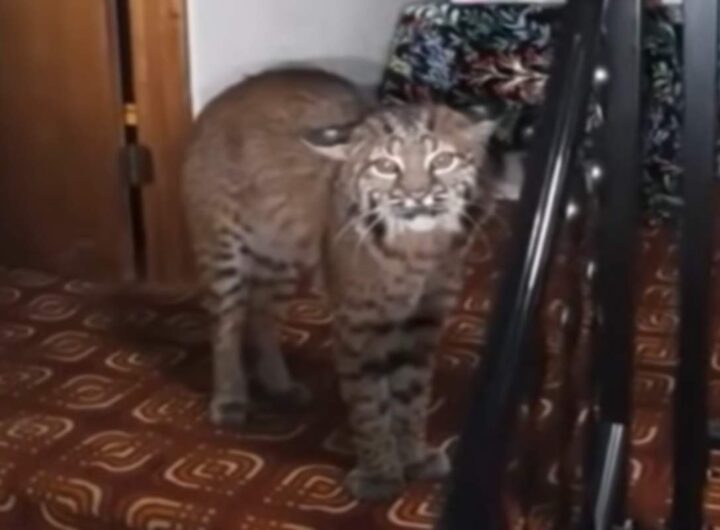 Lince in casa