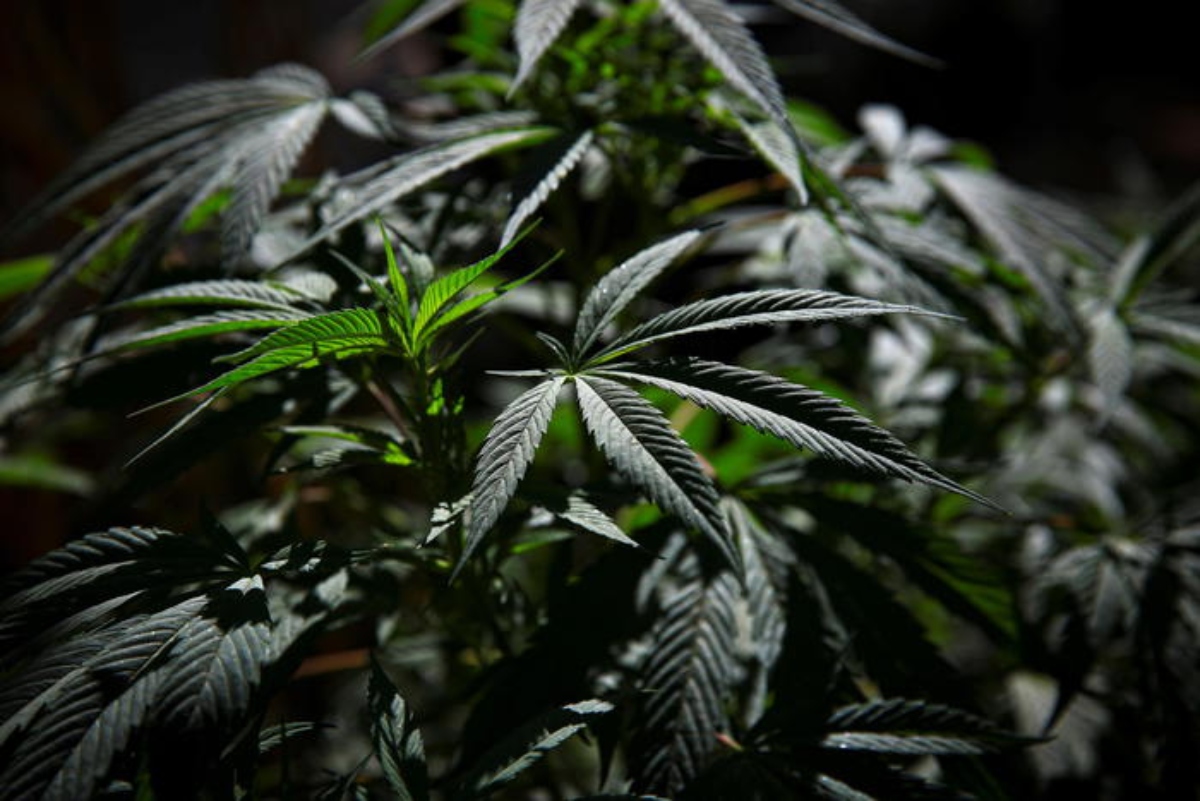 marijuana