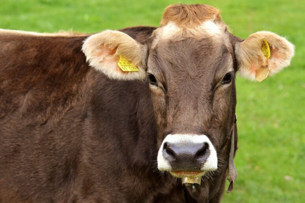 mucca