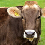 mucca