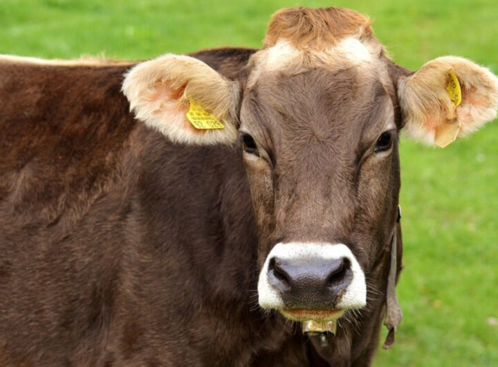 mucca