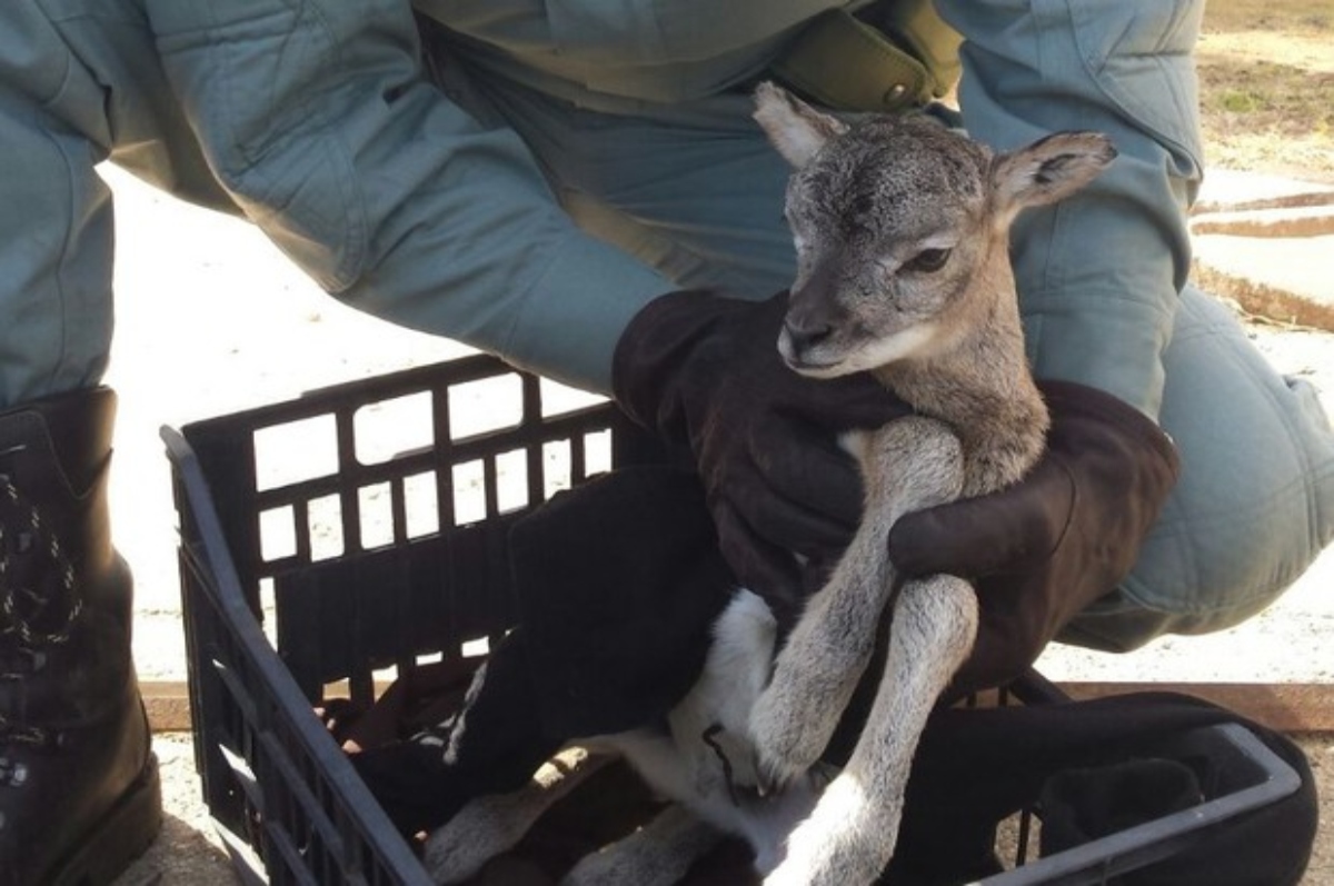cucciolo muflone