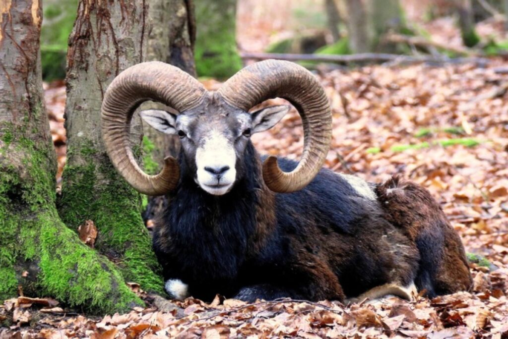muflone