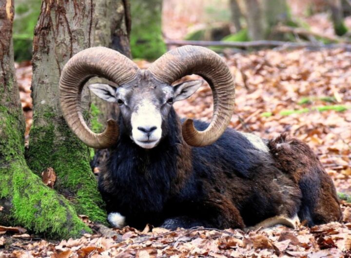 muflone