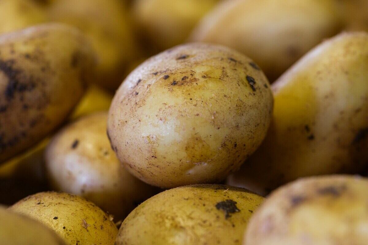 patate lesse