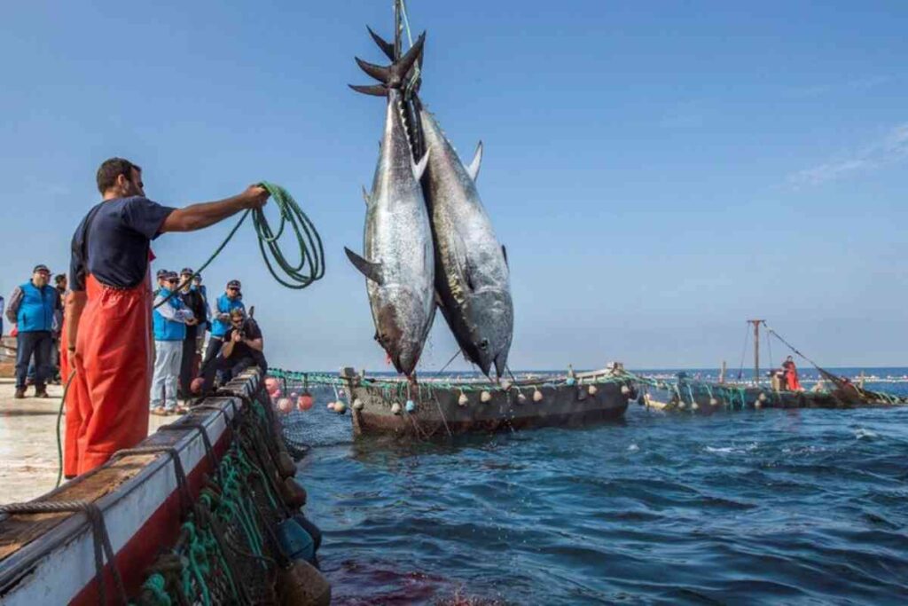 pescatori francesi