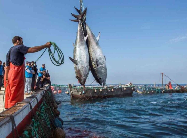 pescatori francesi