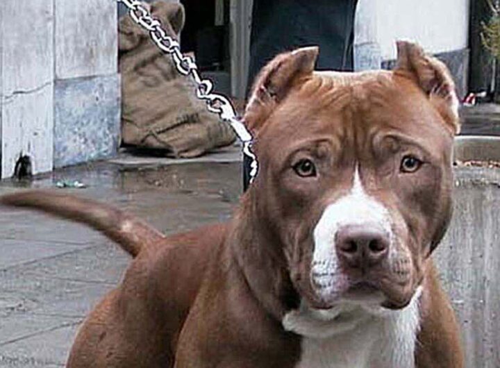 cane